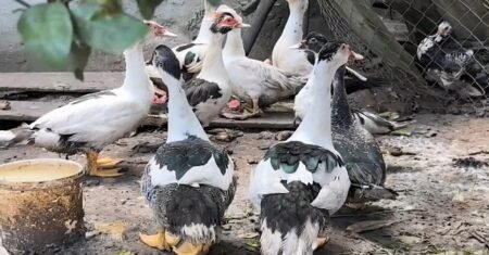 Equipes realizam resgate de animais vítimas de maus-tratos em Ribeirão Pires